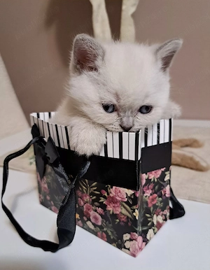 British shorthair colorpoint  - imagine 3