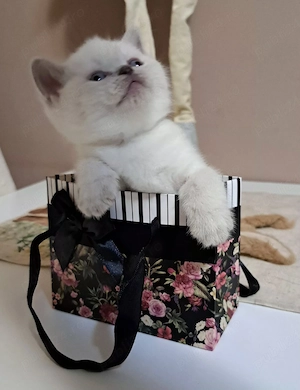 British shorthair colorpoint 