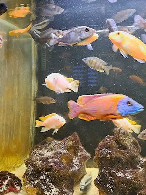 Vând acvariu de 500 l cu ciclide complet utilat  - imagine 2