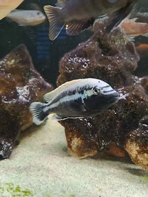 Vând acvariu de 500 l cu ciclide complet utilat  - imagine 5