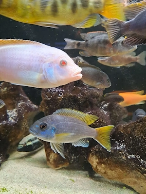 Vând acvariu de 500 l cu ciclide complet utilat  - imagine 4