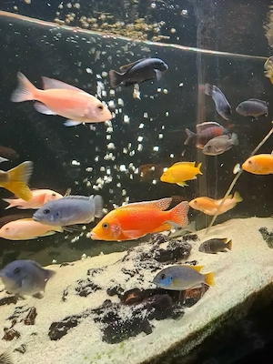 Vând acvariu de 500 l cu ciclide complet utilat  - imagine 3