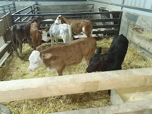 vand viței foarte frumosi 