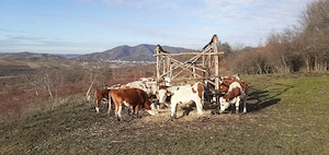 Văcuțe juninci vițele  - imagine 3