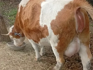 Văcuțe juninci vițele  - imagine 4