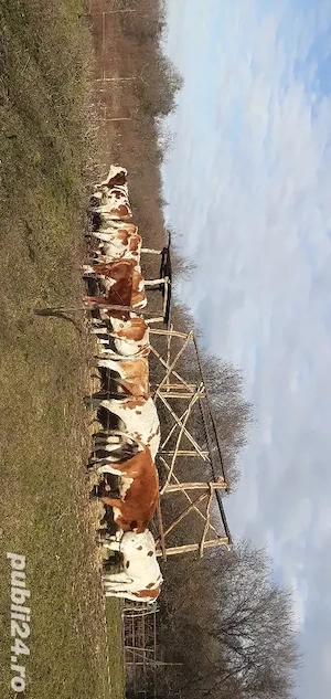 Văcuțe juninci vițele  - imagine 2