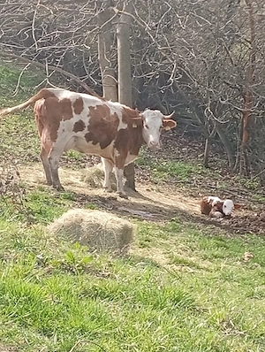 Văcuțe juninci vițele  - imagine 5