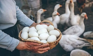 Oua de gâscă ptr incubat TL CT