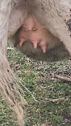 Junincă charolaise - imagine 4