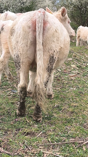 Junincă charolaise - imagine 2