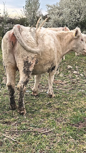 Junincă charolaise - imagine 3