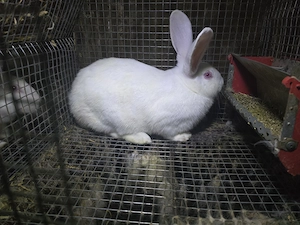 Femela hycole francez - imagine 4