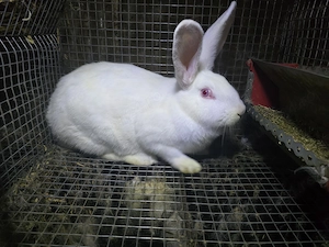 Femela hycole francez