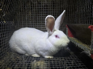 Femela hycole francez - imagine 3