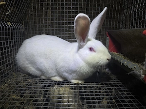 Femela hycole francez - imagine 5