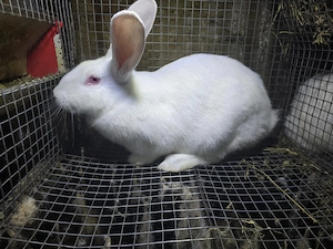 Femela Alb Pannon gestanta