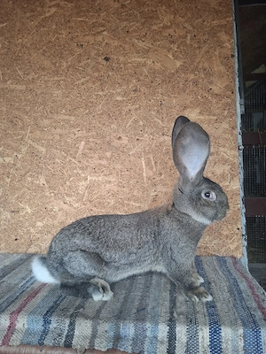 o femela si 2masculi urias german  - imagine 2