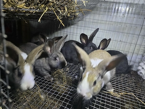 Iepuri carne Alb Pannon si Hycole francez - imagine 2