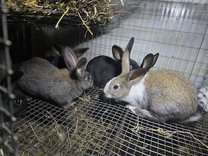 Iepuri carne Alb Pannon si Hycole francez - imagine 5