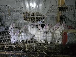 Iepuri carne Alb Pannon si Hycole francez - imagine 4