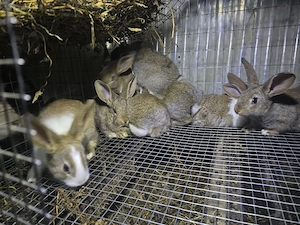 Iepuri carne Alb Pannon si Hycole francez - imagine 3