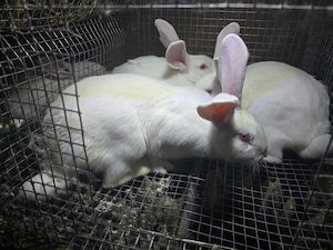 Iepuri carne Alb Pannon si Hycole francez