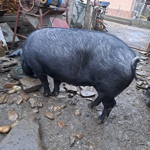 Scrofița de vânzare 
