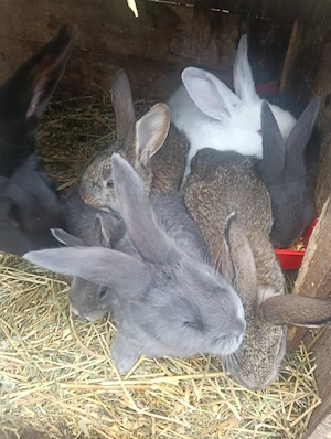 vand iepurași fluture german  - imagine 3