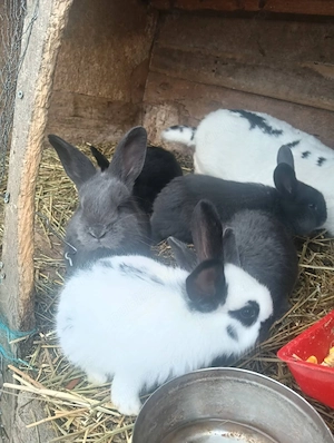 vand iepurași fluture german  - imagine 2