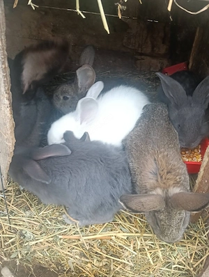 vand iepurași fluture german  - imagine 4