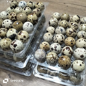 Oua de prepeliță proaspete!