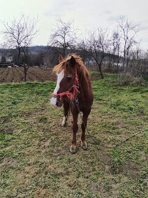 Cal de vanzare - imagine 2