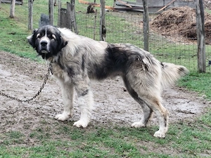 Ciobanesc carpatin in varsta de 2 ani 