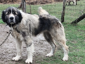 Ciobanesc carpatin in varsta de 2 ani  - imagine 2