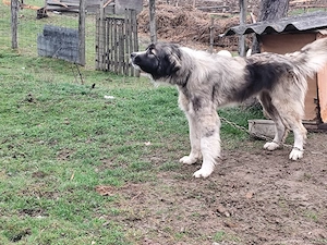 Ciobanesc carpatin in varsta de 2 ani  - imagine 3