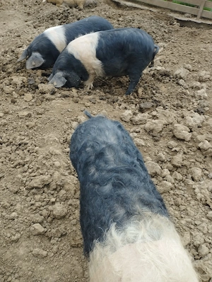 Vand 3 masculi Bazna la 16lei per kg