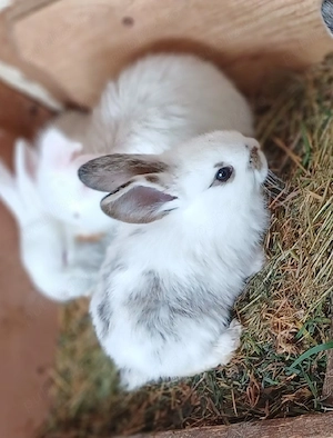 dau la schimb sau vând iepuri 