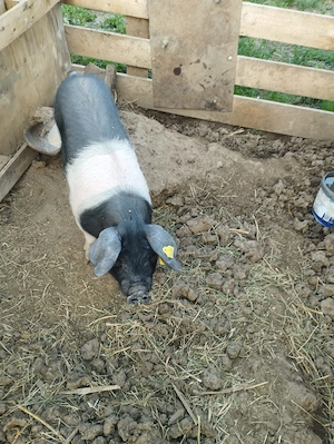 Scrofita bazna cu origine