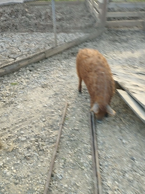 Vand vier mangalita rosu cu origine