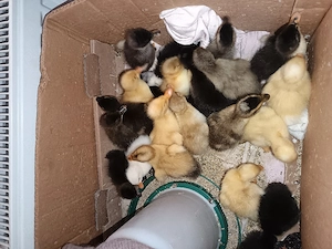 Vand rățuște cu moț și fără moț 