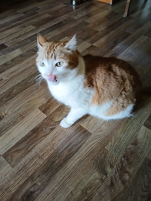 Motan educat spre adoptie - imagine 2