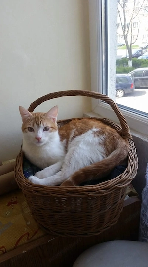 Motan educat spre adoptie - imagine 3