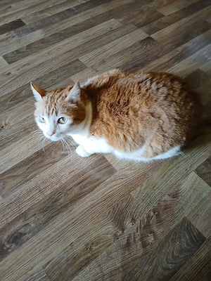 Motan educat spre adoptie