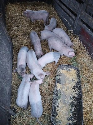 De Vânzare  11 bucăți vacinați mânca orice bobe făină etc  - imagine 4