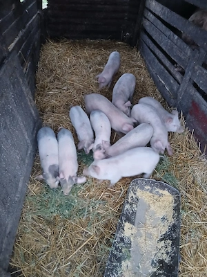 De Vânzare  11 bucăți vacinați mânca orice bobe făină etc  - imagine 2