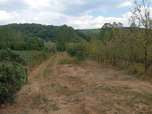 Teren agricol Ezeriș, 3000 mp, la șosea, cu pomi - imagine 8