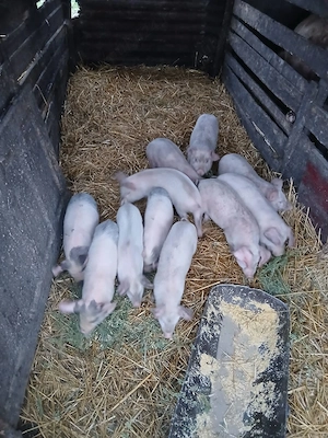 De Vânzare  11 bucăți vacinați mânca orice bobe făină etc 