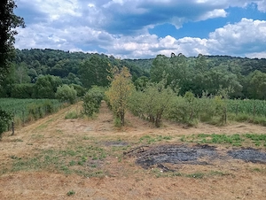 Teren agricol Ezeriș, 3000 mp, la șosea, cu pomi - imagine 6