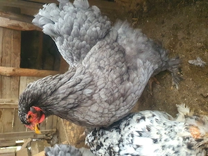 Familie 3+1 Cauta alta casă  - imagine 5