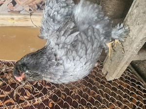 Familie 3+1 Cauta alta casă  - imagine 4